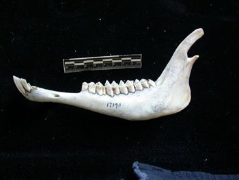 Media type: image;   Mammalogy 17393